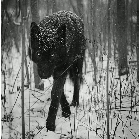 Meet your Posher, Andre - Picture 1 of 1